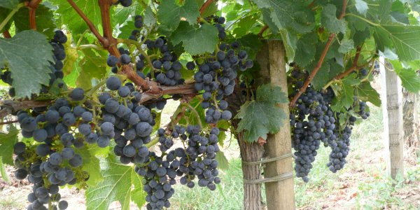 Ophorus Blog - Bordeaux Wine Regions Guide: Médoc, Saint-Émilion, Graves & Sauternes (2026)