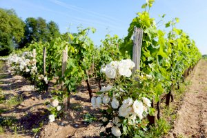 Ophorus Blog - Our Selection of the Best Bordeaux Wine Tours, Activities & Day Trips from Bordeaux