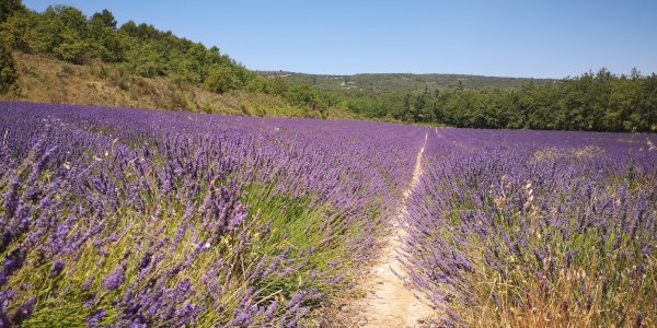 Ophorus Blog - Provence Travel Guide: Villages, Landscapes & Experiences (2026)