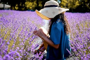 Ophorus Blog - The Best Time of the Year to see the Lavender fields in Provence