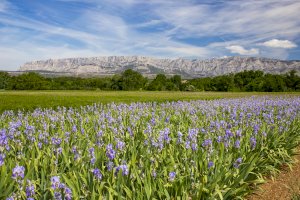 Ophorus Blog - Discovering the Best Hidden Gems of Provence