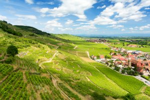 Ophorus Blog - The Alsace Wine Route : Celebrating 70 Years of Enchantment