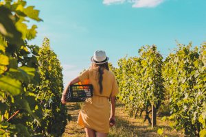 Ophorus Blog - The 2023 Harvest Season in French Vineyards