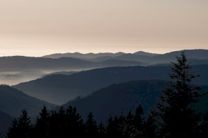 Ophorus Blog - Enchanted by the Mystical Black Forest : A Halloween Adventure