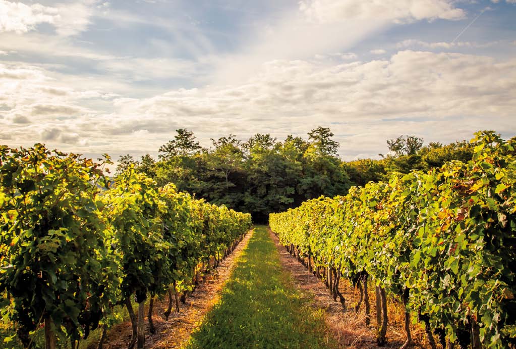 Bordeaux vineyard & vines