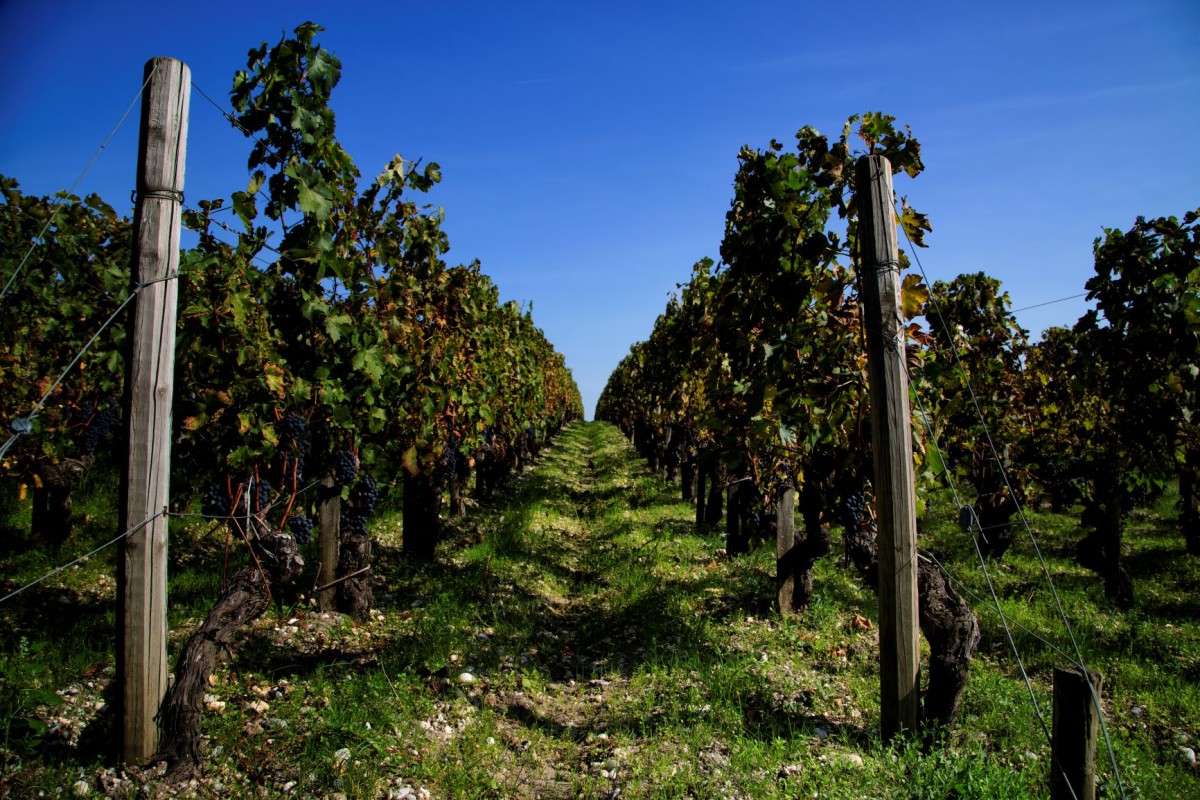 Saint Emilion Wine Tour from Bordeaux