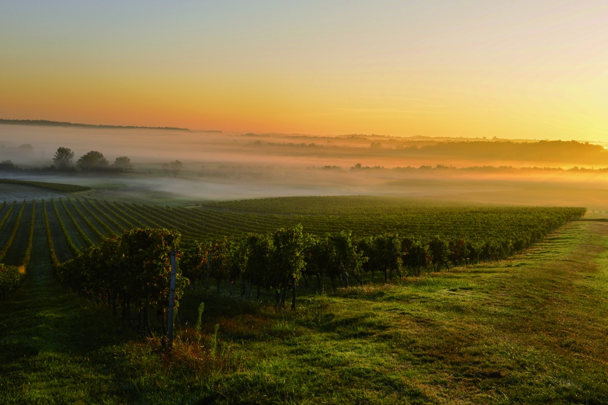 Best Bordeaux Wine Tours, Vineyard Visits & Tasting Experiences 2023