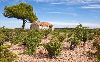 Ophorus Tours - WINE TOUR IN SOUTHERN RHÔNE 