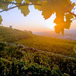 Ophorus Tours - Partner Domaine Bachert - Barr