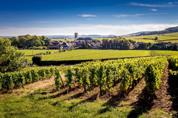 Ophorus Tours - Indulge Your Passion: Private Burgundy Wine Tour Package for Wine Lovers