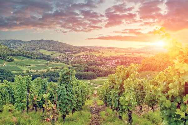 Ophorus Tours - 11 Days Private Champagne, Alsace & Burgundy Travel Package