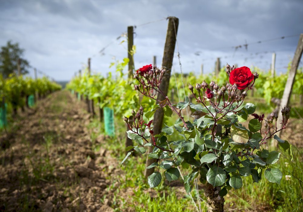 Bordeaux Wine Tours: Taste the Best of Saint Emilion Wines Full Day