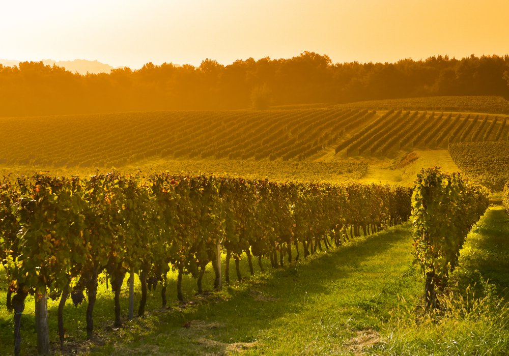 Bordeaux to Saint‑Émilion Private Wine Tour – Grand Cru & Village