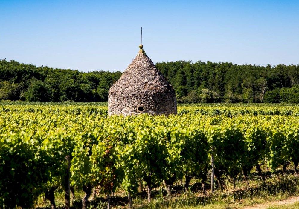 Private Bordeaux Wine Tour: Full Day to Graves Sauternes Vineyards