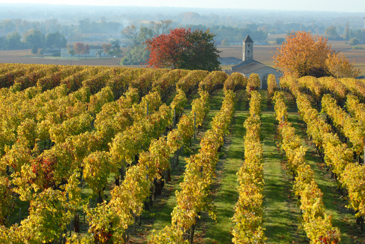 Ophorus Tours - Private Bergerac Wine Tour from Sarlat: An Exclusive Vineyard Experience