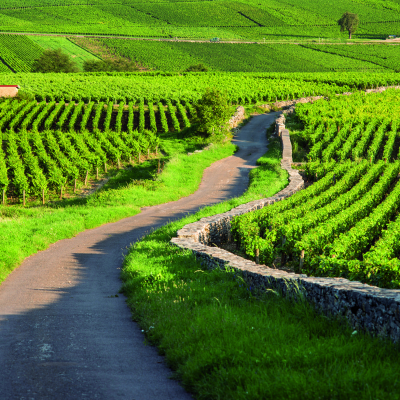 Winery Visit