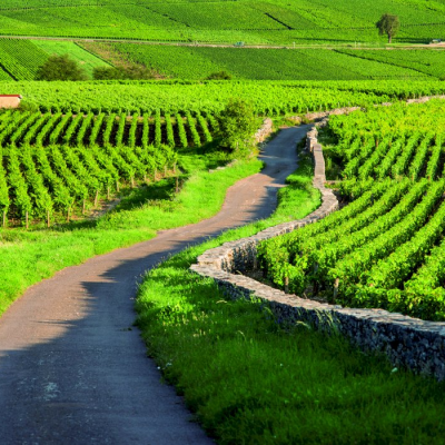 Drive along the Route des Grands Crus