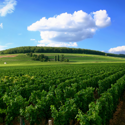 Panoramic stop near Gevrey‑Chambertin