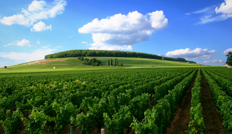 Ophorus Tours - Dijon Wine Tours: Côte de Nuits Half-Day Small Group Excursion