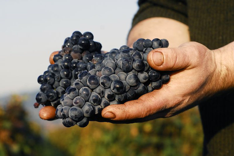 Ophorus Tours - Côte de Nuits Small Group Half-Day Wine Tour from Dijon
