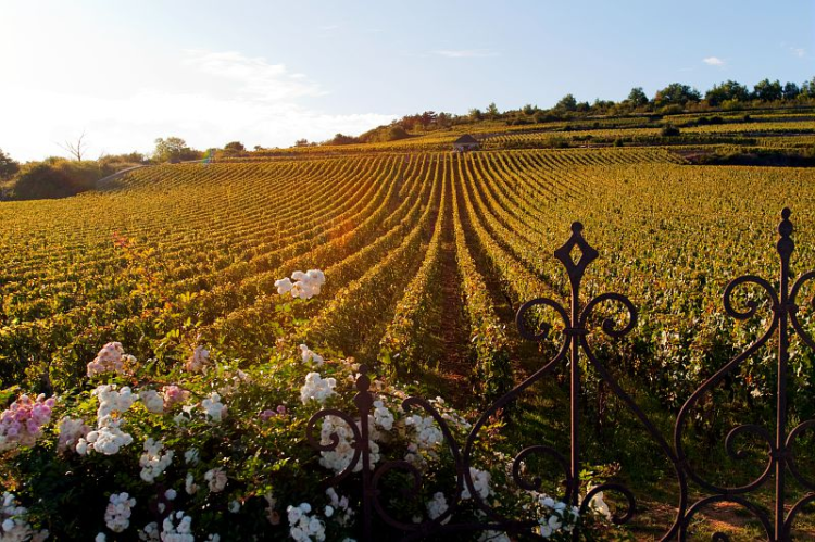 Ophorus Tours - Côte de Nuits Small Group Half-Day Wine Tour from Dijon