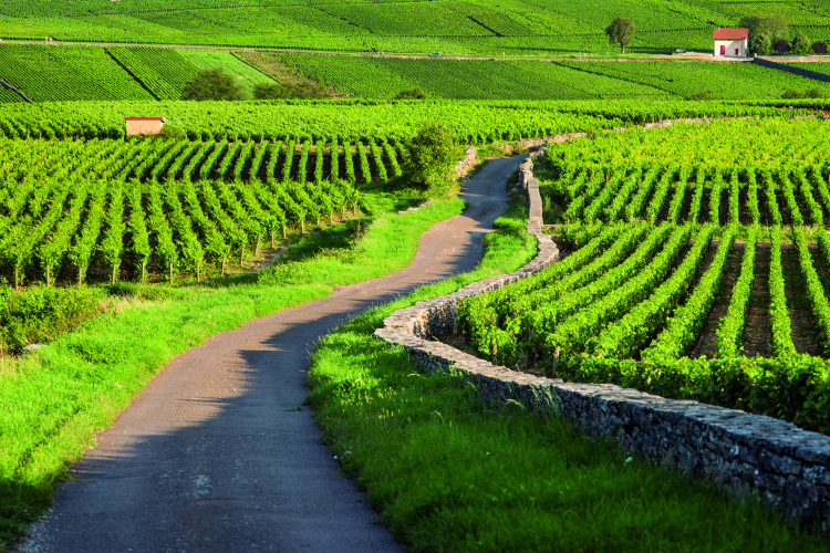 Ophorus Tours - Côte de Nuits Small Group Half-Day Wine Tour from Dijon