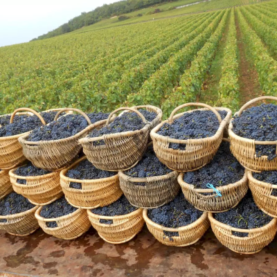 Winery Visit
