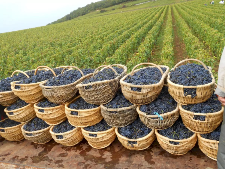 Ophorus Tours - Burgundy Wine Tour Full Day Côte de Beaune & Côte de Nuits