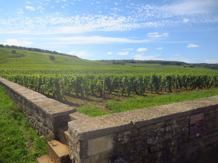 Ophorus Tours - Dijon Wine Tour: Côte de Nuits & Côte de Beaune Vineyards