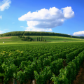 First winery visit and tasting