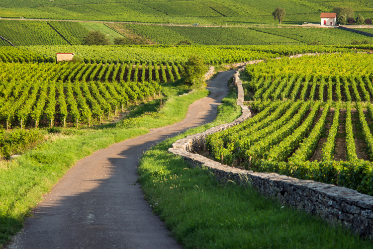 Ophorus Tours - Dijon Wine Tours: Côte de Beaune Half-day Small Group Experience