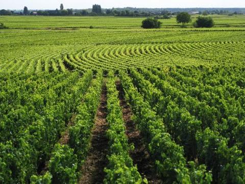 Ophorus Tours - Dijon Wine Tours: Côte de Beaune Half-day Small Group Experience