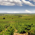First winery visit and tasting