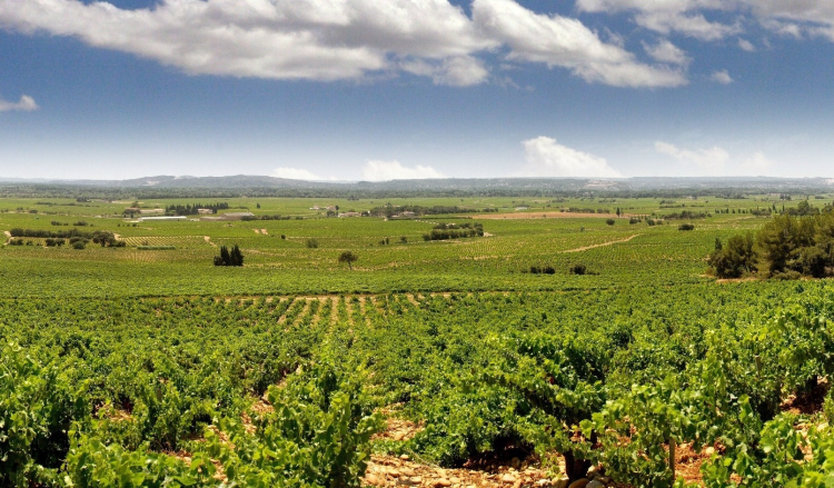 Ophorus Tours - Perfect Shore Trip: Provence Wine Tour from Marseille Cruise Port