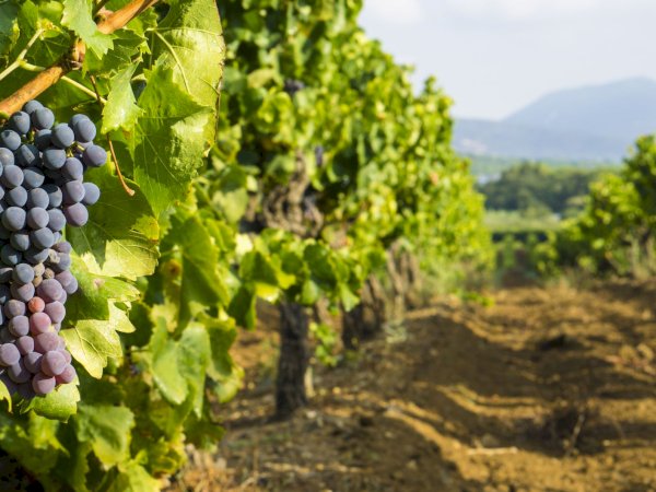 Ophorus Tours - Perfect Shore Trip: Provence Wine Tour from Marseille Cruise Port