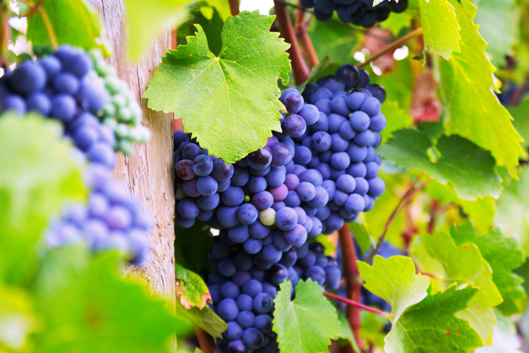 Ophorus Tours - Gaillac Wine Tour Small Group half-day Tour from Toulouse