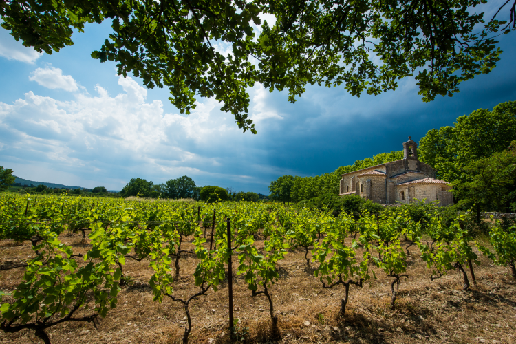 Ophorus Tours - Gaillac Wine Tour Small Group half-day Tour from Toulouse