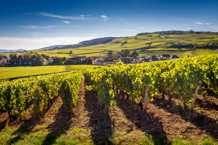 Ophorus Tours - Côte de Beaune Private Half-Day Wine Tour from Dijon for 2