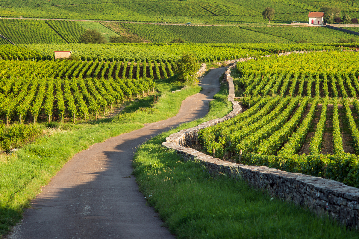 Ophorus Tours - Côte de Beaune Private Half-Day Wine Tour from Dijon for 2