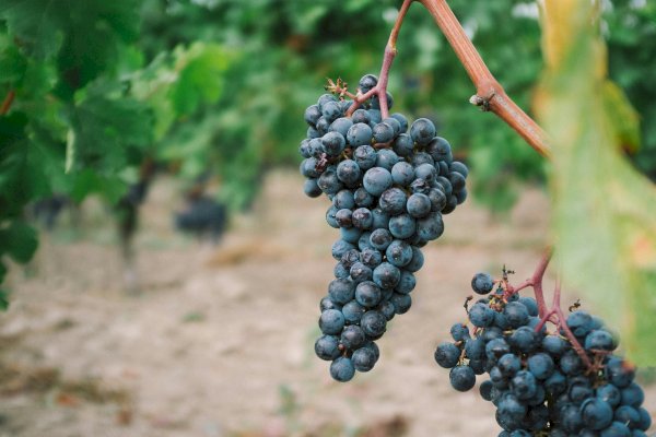 Ophorus Tours - Half-Day Private Wine Tour for 2 – Côte de Beaune Highlights from Dijon
