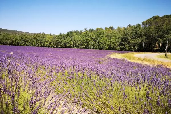 Provence Lavender Escape: Private Day Trip from Marseille