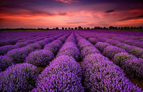 Ophorus Tours - Lavender Fields of Provence: Marseille Shore Excursion