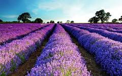 Ophorus Tours - 5-Day Small Group Provence Package - 4* Hotel