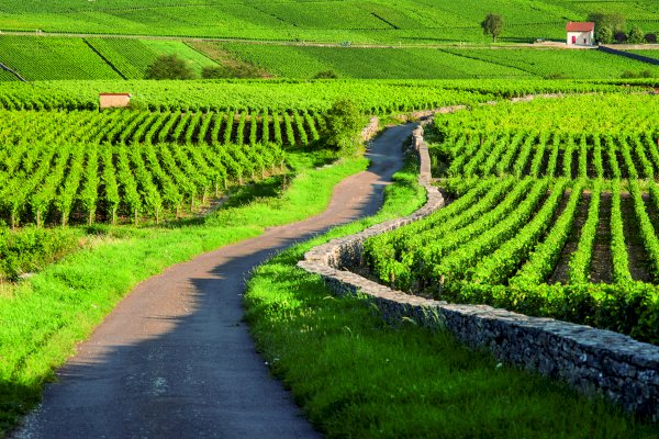Ophorus Tours - 7-Day Small Group Alsace & Burgundy Package - 3* Hotel