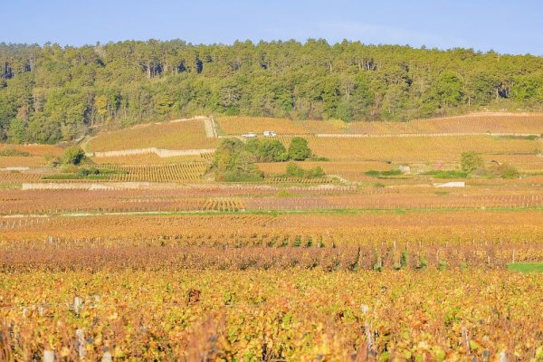 Ophorus Tours - 7-Day Small Group Alsace & Burgundy Package - 4* Hotel