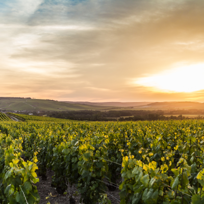 Family-Owned Champagne House and Tasting