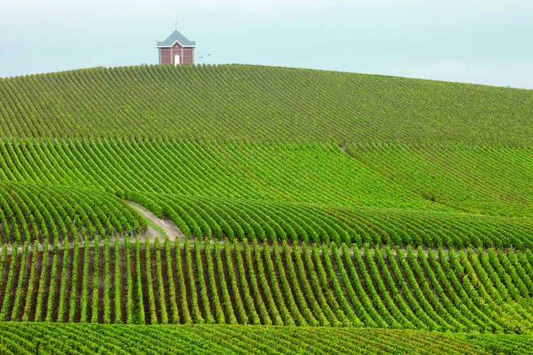 Ophorus Tours - Private Champagne Tour from Paris: Reims, Épernay & Tastings