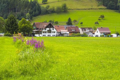 Ophorus Tours - Freiburg & The Black Forest: A Scenic Private Adventure from Colmar