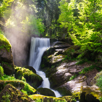 Into the Black Forest