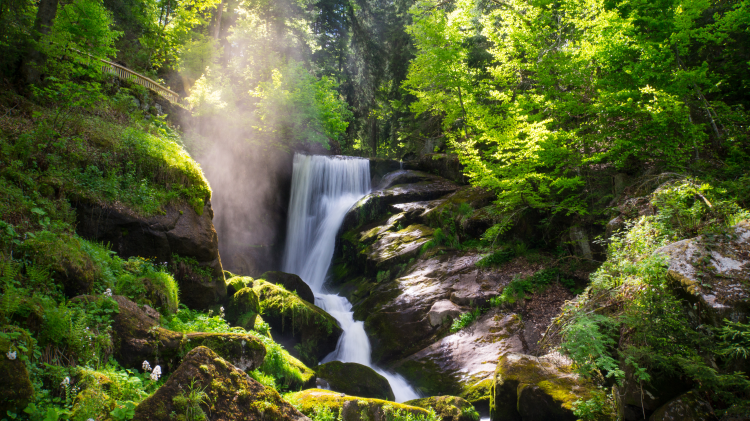 Ophorus Tours - Black Forest & Freiburg Discovery private tour from Strasbourg
